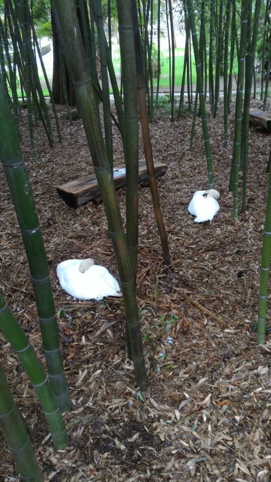 cygnes endormis sous les bambous